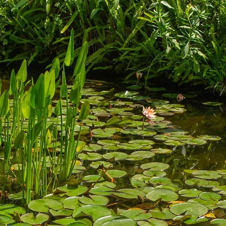 Caligo Stanza Privata In D'epoca Con Giardino E Vista Mare Bed & Breakfast 3*