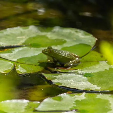 Bed & Breakfast Caligo Stanza Privata In D'epoca Con Giardino E Vista Mare