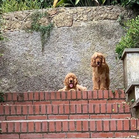 Caligo Secret Garden Vicino Alle Cinque Terre Oda ve Kahvaltı