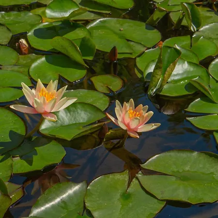 Caligo Stanza Privata In D'epoca Con Giardino E Vista Mare Oda ve Kahvaltı 3*
