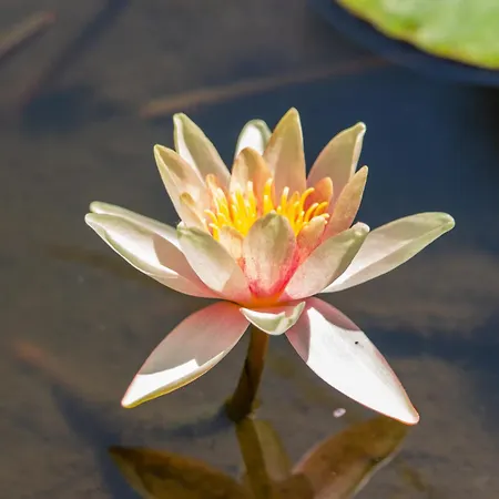 Caligo Stanza Privata In D'epoca Con Giardino E Vista Mare 住宿加早餐酒店