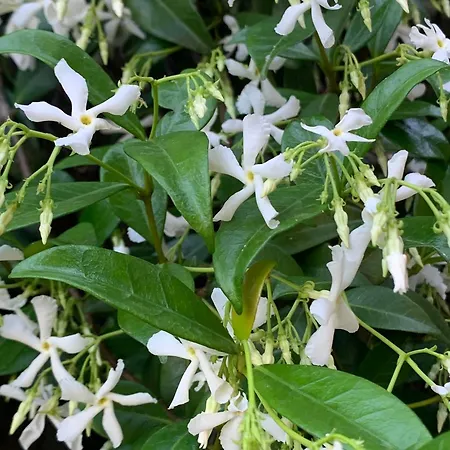 Caligo Stanza Privata In D'epoca Con Giardino E Vista Mare